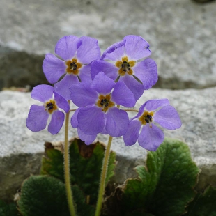 Ramonda serbica